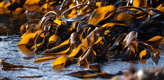 6 Changes You Will See in Your Body If You Incorporate Irish Sea Moss Into Your Routine