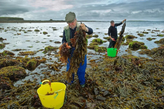 Surprising Facts About the Vitamins and Minerals in Irish Sea Moss
